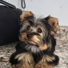 Precious - Black and gold female Yorkshire Terrier puppy in Jamestown, Tennessee from Royal  Furbabies
