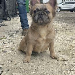 Maggie - French Bulldog