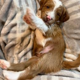 Mcjagger (see description below) - Red  male Goldendoodle puppy in Lewisville, Texas from Zink Doodles