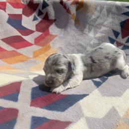 Blue and tan dapple piebald female - Dapple female Dachshund puppy in Umatilla County, Oregon from Divine Dogs