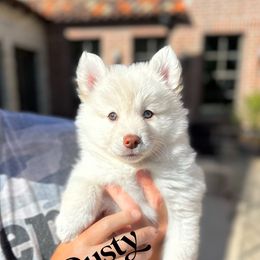 Pomsky Puppies from Ponderosa Pomskies