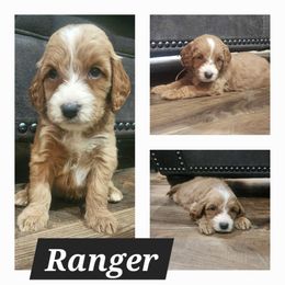 Goldendoodle Puppies from KK's Doodle Bunch