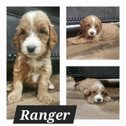 Goldendoodle Puppies from KK's Doodle Bunch