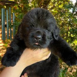 Yellow Collar - Black female Newfoundland puppy in New York from Johnson Farms