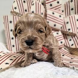 Sawyer - Apricot male Cavapoo puppy in Gunnison, Utah from Curls and Camo Pups
