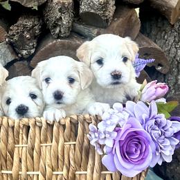 Cotons de Tulear from Lavender Fields Cotons