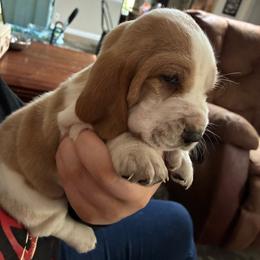Beau - Lemon and white male Basset Hound puppy in Daleville, Alabama from Home Grown Basset Hounds of Alabama