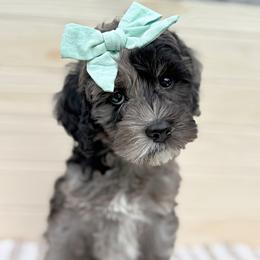Zala - Merle female Australian Labradoodle puppy in Harrisonville, Missouri from Blessed Day Doodles