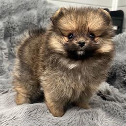 Tiny - Orange sable female Pomeranian puppy in Wagner, South Dakota from Lisas Pomeranians