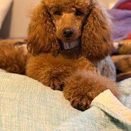 Lacy - Red  female Poodle puppy in Rock Island, Oklahoma from Virelle Poodles