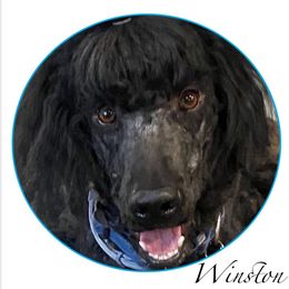 Poodle All Grown Up from New Beginnings Standard Poodles