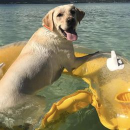 Labrador Retrievers from HLH Labradors