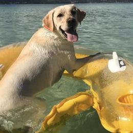 Labrador Retrievers from HLH Labradors