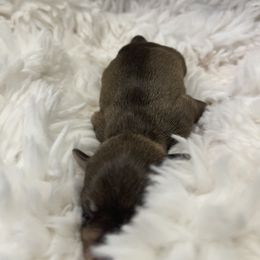 Miniature Schnauzer Puppies from Miniature Schnauzer Paradise llc