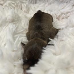 Miniature Schnauzer Puppies from Miniature Schnauzer Paradise llc