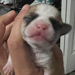 Boy 2 - Black sabled fawn male Chihuahua puppy in Lees Summit, Missouri from Divine K9s LLC