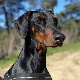 Ipa - Doberman Pinscher