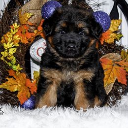 German Shepherd Puppies from 501 Shepherds