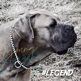 Boe - Cane Corso