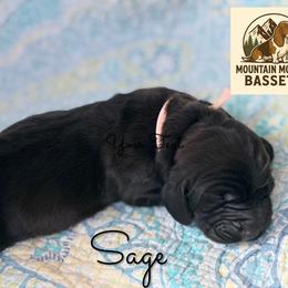 Sage - Black and white female Basset Hound puppy in Pflugerville, Texas from Mountain Momma Bassets