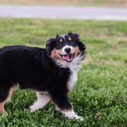 Miniature American Shepherd and Miniature Australian Shepherd Puppies from Rocking 4C