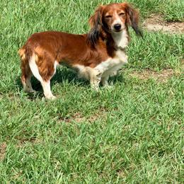 Bristol - Piebald female Dachshund puppy in Jacksonville, Florida from Florida Dippin’ Dachshunds & Aussiedoodles