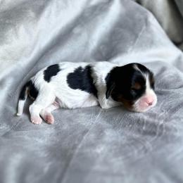 Scotty - Tri-color male Cavalier King Charles Spaniel puppy in Festus, Missouri from Team Turner Cavalier King Charles Spaniels