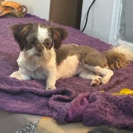 Dixie - Shih Tzu