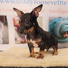 Onyx - Black and white male Teddy Roosevelt Terrier puppy in Claremore, Oklahoma from Travelin' Man Terriers