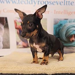 Onyx - Black and white male Teddy Roosevelt Terrier puppy in Claremore, Oklahoma from Travelin' Man Terriers