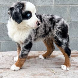 Miniature American Shepherd and Miniature Australian Shepherd Puppies from Sugartop Minis