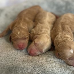 Goldendoodle Puppies from Boardwalk Doodles