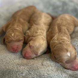 Goldendoodle Puppies from Boardwalk Doodles