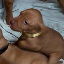 Skye - Golden rust female Vizsla puppy in Plymouth, Minnesota from Carlson Vizslas