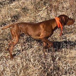 Vizslas from Rolling Amber Vizslas