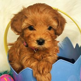 Goldendoodle Puppies from Abidoodles