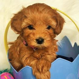 Goldendoodle Puppies from Abidoodles