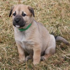 Chinooks and Icelandic Sheepdogs from Fox Meadow