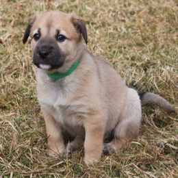 Chinooks and Icelandic Sheepdogs from Fox Meadow