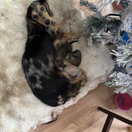 Poppy - Dachshund
