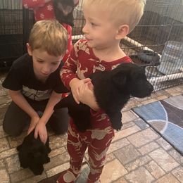 Scottish Terrier Puppies from Landrum Scottish Terriers