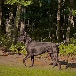 Cane Corso Puppies from JSM Corsos
