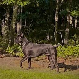 Cane Corso Puppies from JSM Corsos