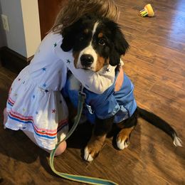 Bernese Mountain Dog Puppies from Lonesome Pine Farm