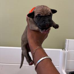 Gimlet - Fawn male Great Dane puppy in Marble Falls, Texas from Notorious Great Danes