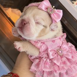 Paris - Lilac tri-color female Bulldog puppy in Bell Gardens, California from G bulldogs
