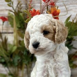 Cavalier King Charles Spaniels and Cavapoos from Mountain View Doodles
