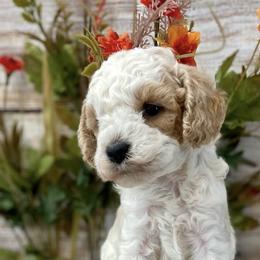 Cavalier King Charles Spaniels and Cavapoos from Mountain View Doodles
