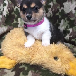 Pembroke Welsh Corgi Puppies from Walkabout's Pembroke Corgi's