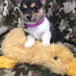 Pembroke Welsh Corgi Puppies from Walkabout's Pembroke Corgi's